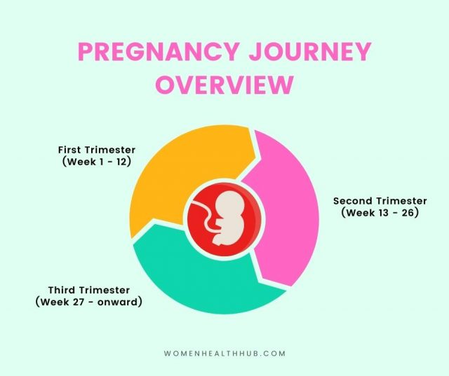 How to prepare for the first trimester of pregnancy
