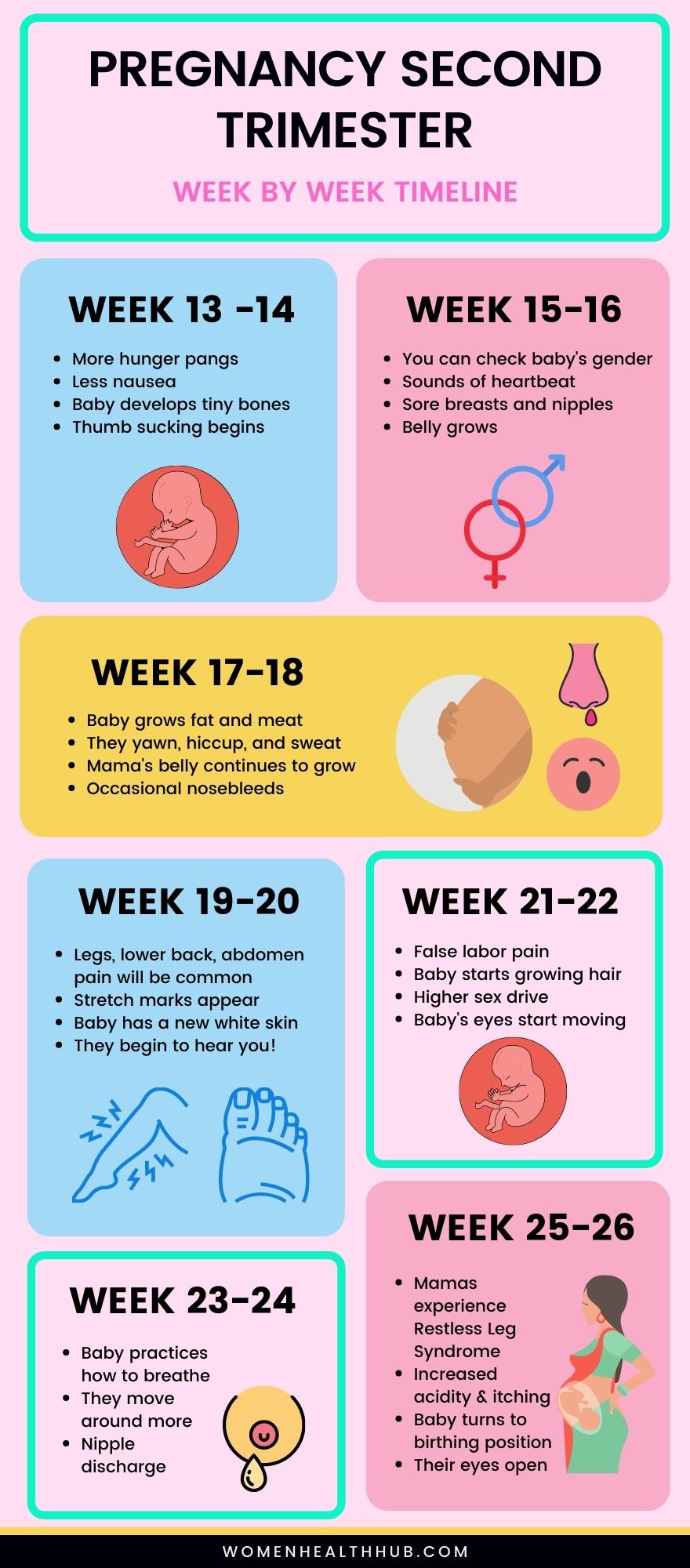 Week by week overview of second trimester of pregnancy - Women Health Hub
